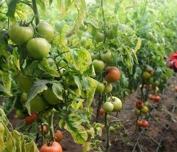 2016年我國啟動食用農產品合格證管理試點，構建農產品質量安全新防線